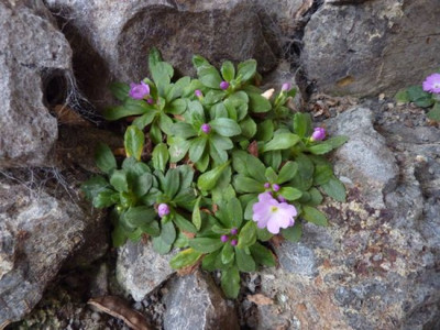 Primula_allionii_fars_2013.jpg
