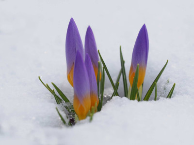 CrocusSieberiFirefly3_2013.JPG