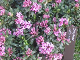 Daphne_collina.jpg