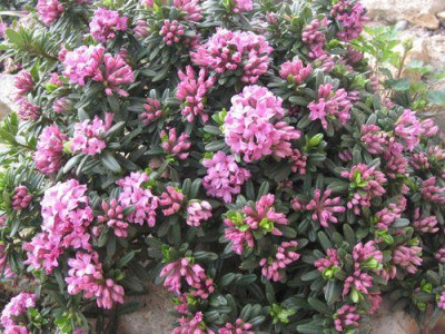 Daphne_x_susannae.jpg