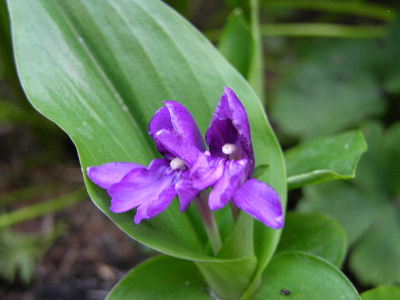 Roscoea_tibet..JPG