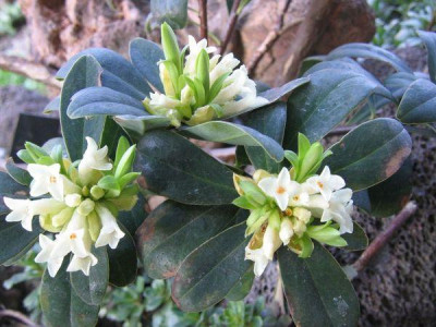 Daphne_blagayana_2.jpg