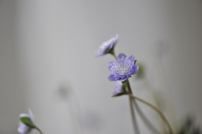 Hepatica_jap._Haruno_awayuki.jpg