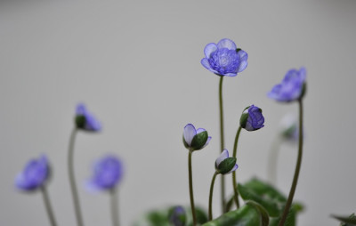 Hepatica_jap._Kimon.jpg