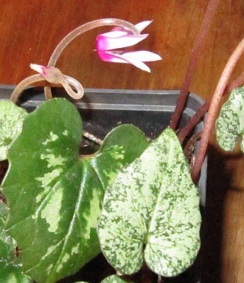 Cyclamen_x_meiklii_2a_130317.jpg