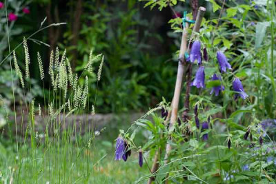 campanula_sarastro.jpg