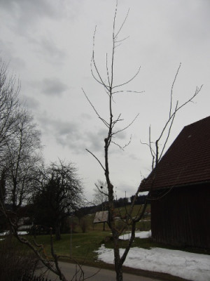 Hauszwetschge1.jpg