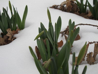 Narzissen1_20.3.13_ue.jpg