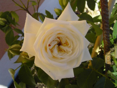 Roseweiss.jpg