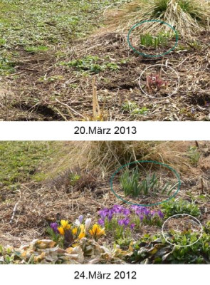 crocus_verschwunden_2013_1.jpg
