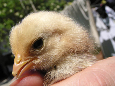 kleines_huhn_2.jpg
