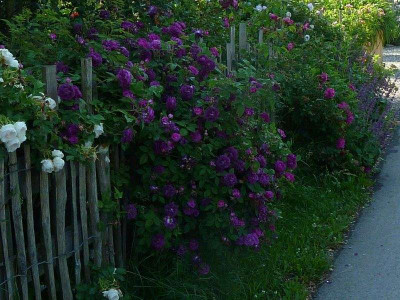 Centifolia_a_Fleurs_Doubles_Violettes.2012_2jpg.jpg