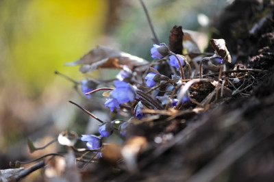 Hepatica_Maerz.jpg