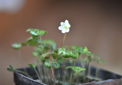 Hepatica_flott.jpg