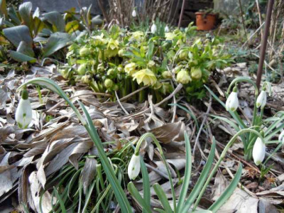krak_helleborus_22.03.13_012.JPG