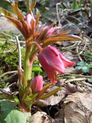 krak_helleborus_22.03.13_011.JPG