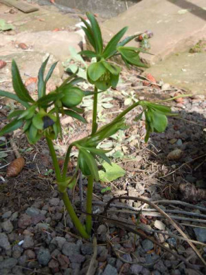 krak_helleborus_22.03.13_015.JPG