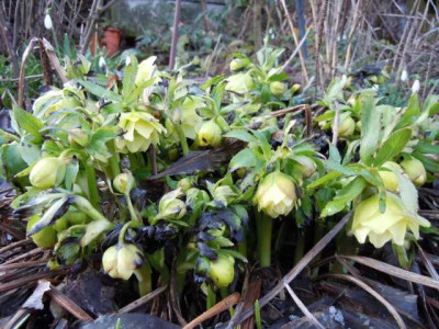 krak_helleborus_22.03.13_002.JPG