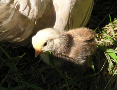 kleines_huhn_4.jpg