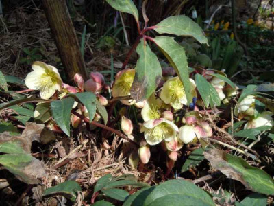 krak_helleborus_22.03.13_013.JPG