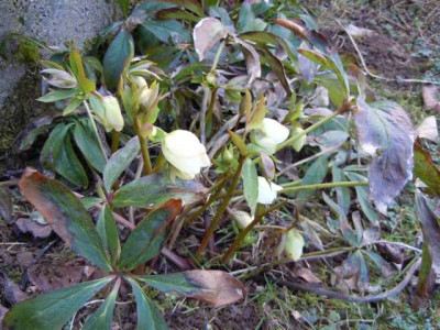 krak_helleborus_22.03.13_016.JPG