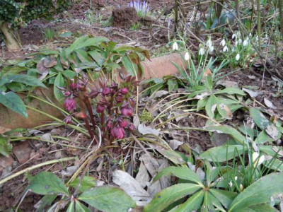 krak_helleborus_22.03.13_010.JPG