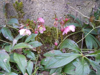 krak_helleborus_22.03.13_009.JPG