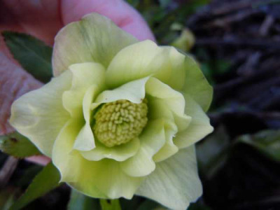 party_yellow_krak_helleborus_22.03.13_003.JPG