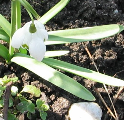 Hybrid_leaf-ax.jpg