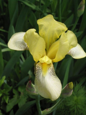 Iris_barbarta_eliator_gelb_050516_02.jpg
