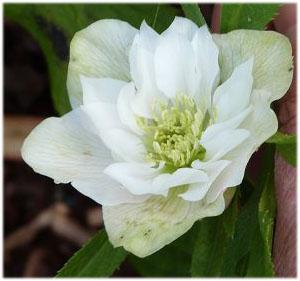 helleborus_12._juli_2012.jpg