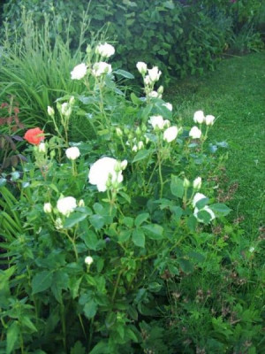 Rosa_Schneewittchen_4.jpg