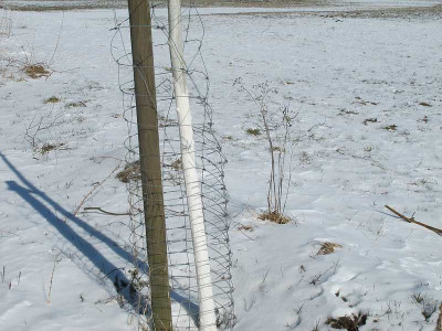 Baumschutz_24.3.13_ue.jpg
