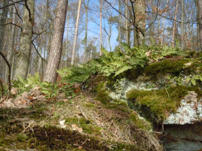 spaziergang_24.03.13_006.JPG