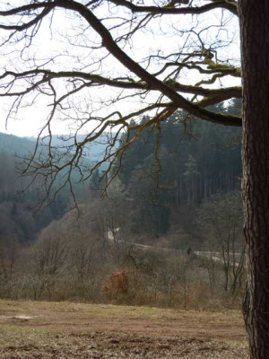 spaziergang_24.03.13_005.JPG