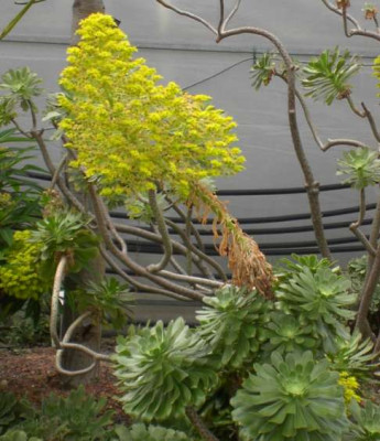 aeonium.jpg