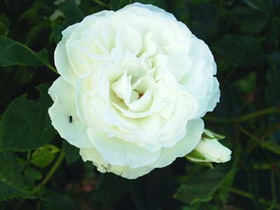 Rosa_Schneewittchen_3.jpg