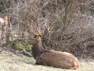 spaziergang_24.03.13_010.JPG