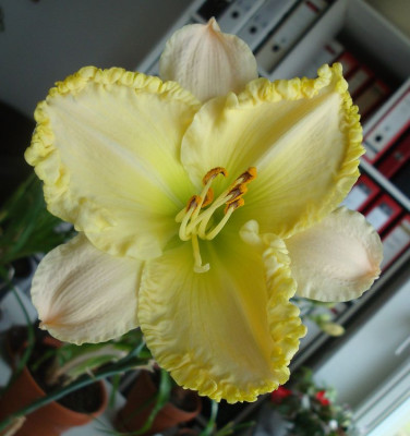 daylily_2013.JPG