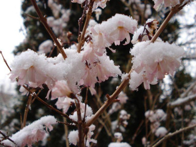 Abeliophyllum_2013-03-26.jpg
