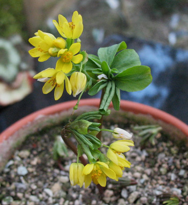 Gymnospermium_altaicum__..._26.3.13._003.jpg