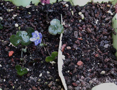 Hepaticasamling__..._18.3.13._013.jpg