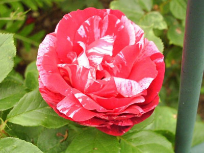 Rosa_Henri_Matisse_1.jpg