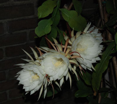 C3768a_Medium.jpg
