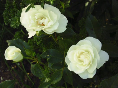 Rosa_Unbekannte_weisse_2.jpg