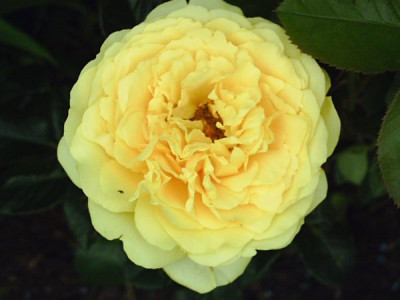Rosa_Marselisborg_2.jpg