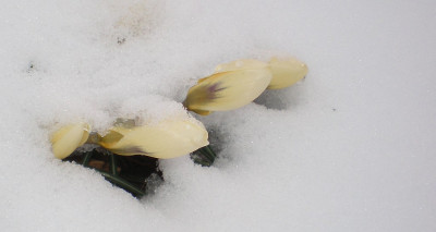GP_Crocus_Cream_Beauty_2013-03-27.jpg