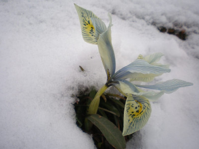 GP_Iris_Katherine_Hodgkin_2013-03-27.jpg