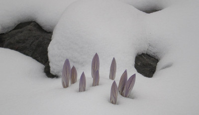 GP_Crocus_etruscus_Zwanenburg_2013-03-27.jpg