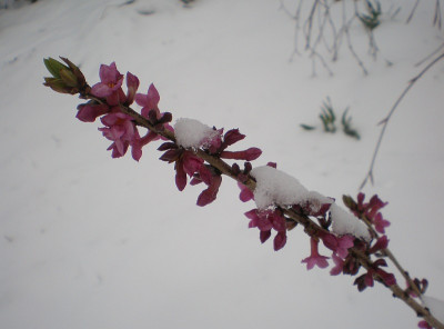 GP_Daphne_mezereum_im_Schnee_2013-03-27.jpg